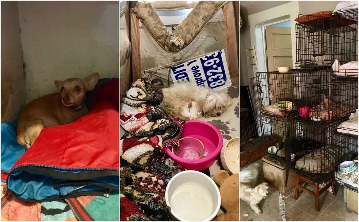 Nearly 50 dogs were rescued from deplorable living conditions at a hoarder's home in Matagorda County Tuesday. Officials with the Houston Humane society said the dogs were forced to walk in their own feces and live in tiny spaces such as under the kitchen sink and kitchen cabinets, under a TV stand and in kennels stacked up against each other.