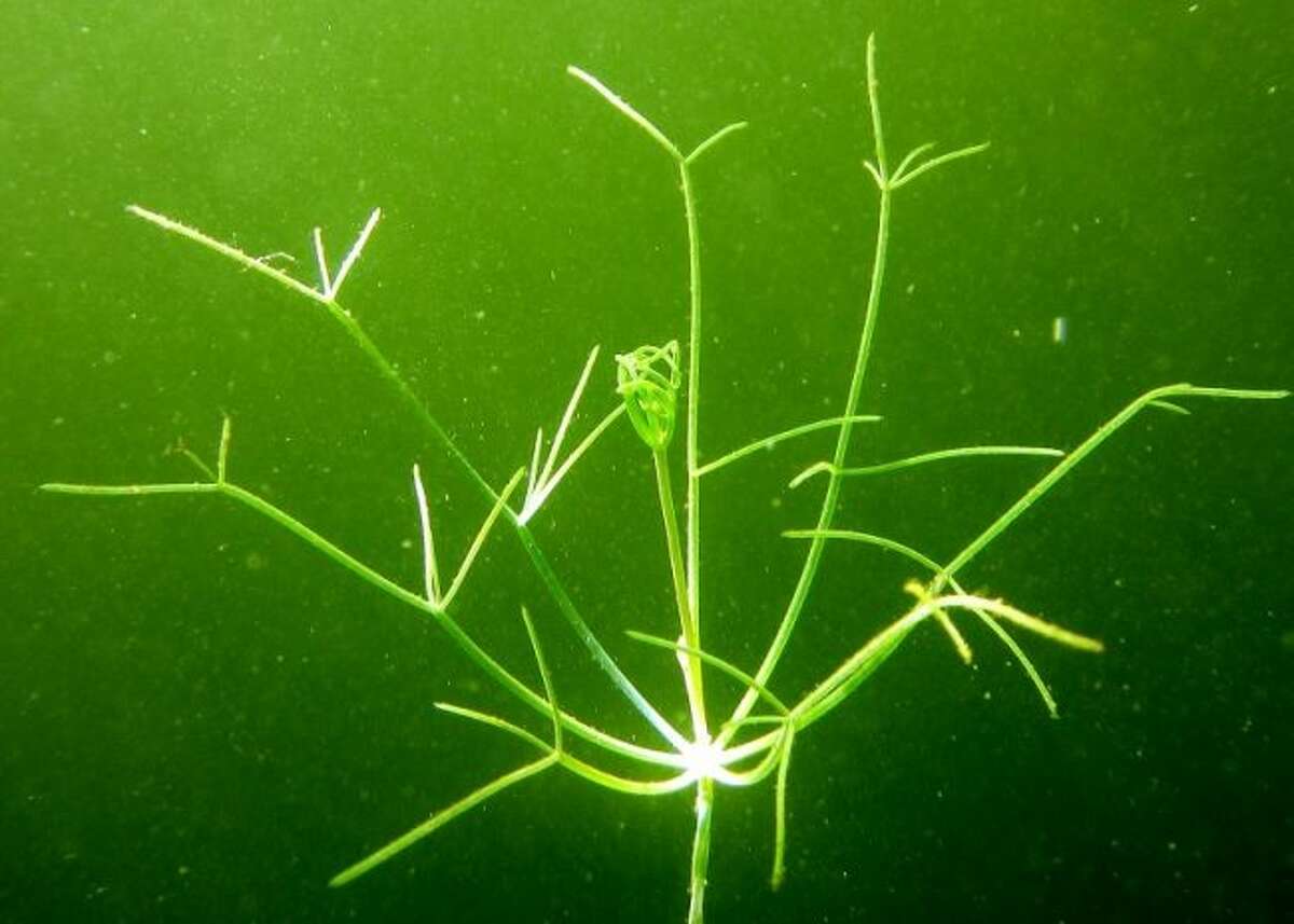 Invasive starry stonewort is spreading to lakes across Michigan, often carried by boats and trailers moving from lake to lake. (Courtesy photo/Scott Brown)