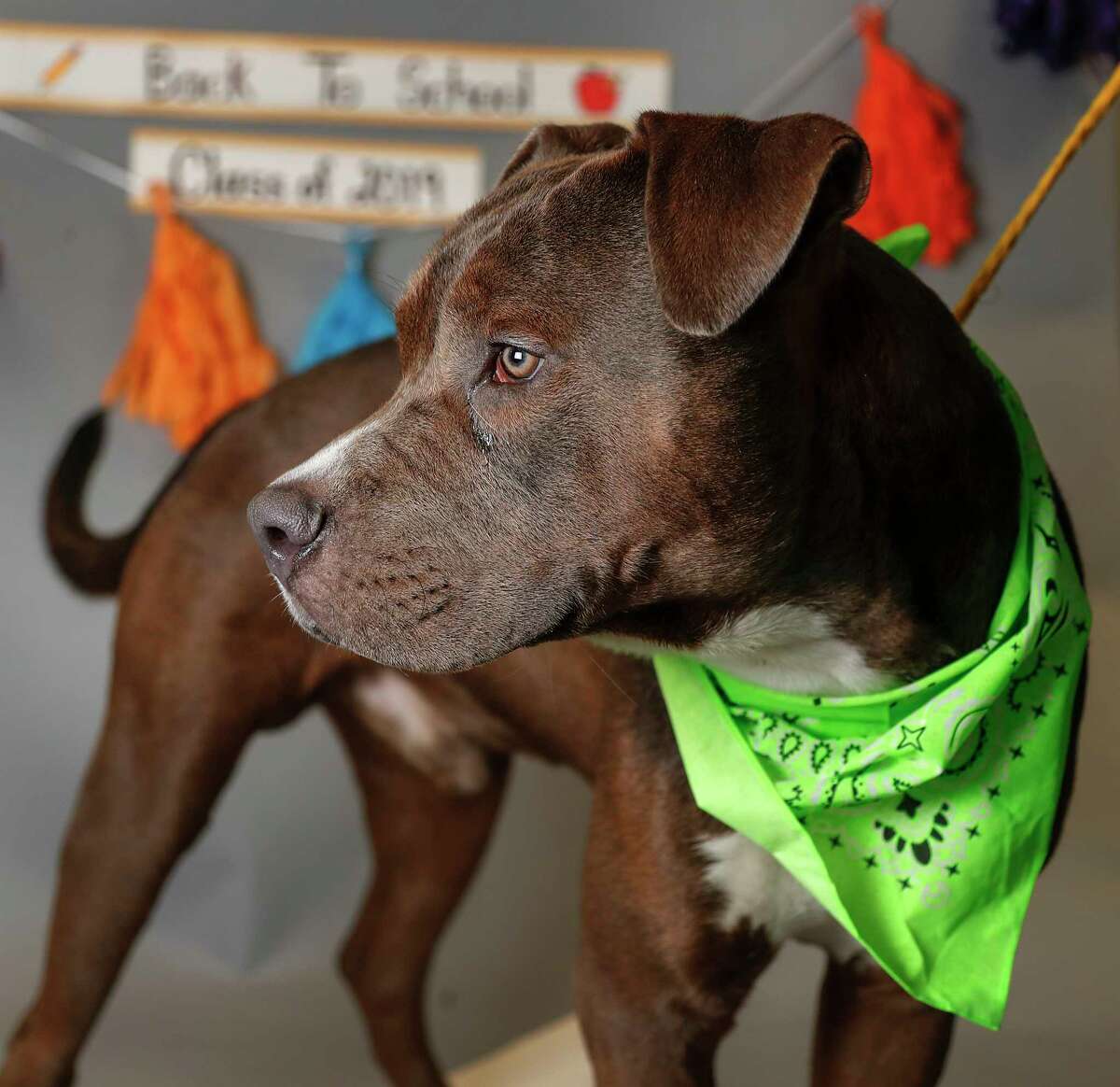 Asher is a 1-year-old, male, American Staffordshire mix available for adoption at the Harris County Animal Shelter, in Houston. (Animal ID: A539612) Photographed Tuesday, August 20, 2019. Asher is a very handsome boy, who loves treats and toys.