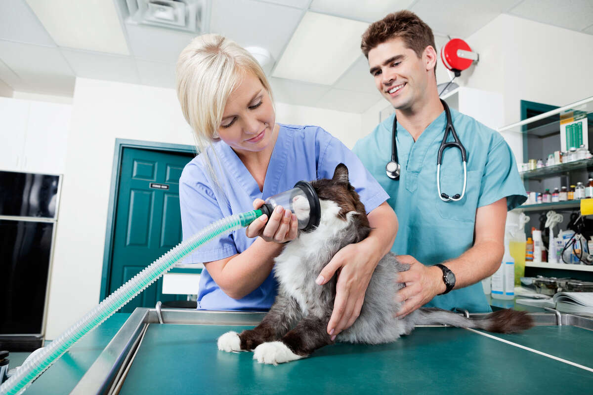 For animal lovers, veterinary tech makes perfect career choice