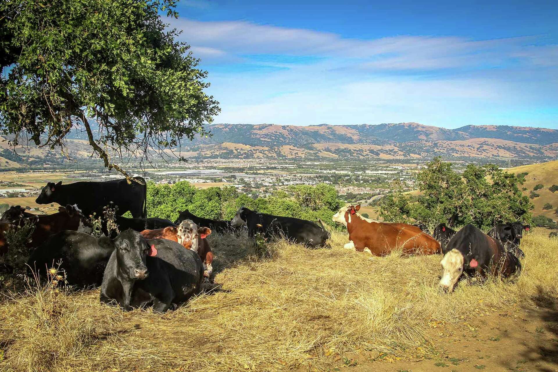 Rare undeveloped slice of Silicon Valley is on the market for $20 million