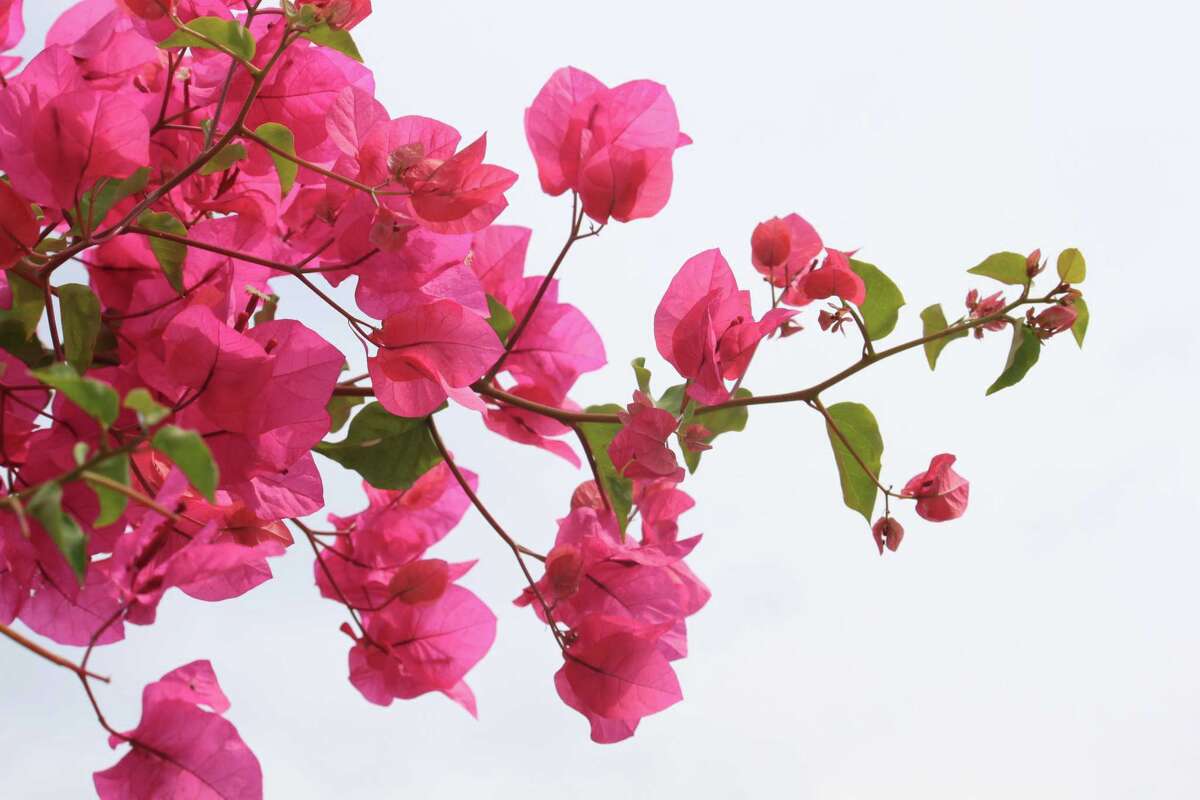 What’s blooming in San Antonio’s late summer gardens