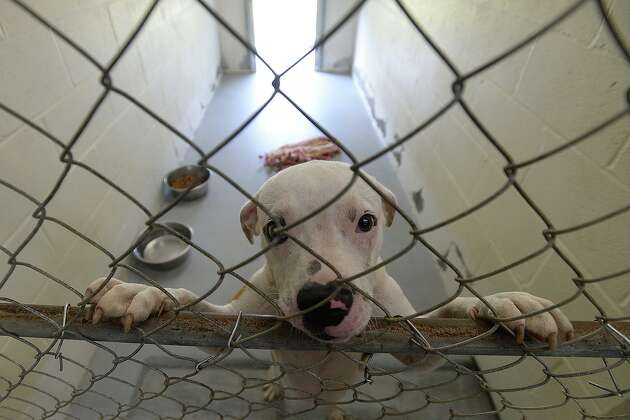 CT pet stores would have to stop selling animals under this proposal