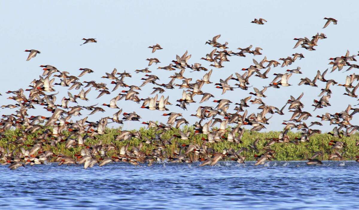 This spring's annual aerial survey of ducks on northern nesting grounds estimated the abundance of redhead ducks, a large percentage of which winter on Texas' coastal bays, declined 27 percent from 2018 but remains at the long-term (63-year) average.