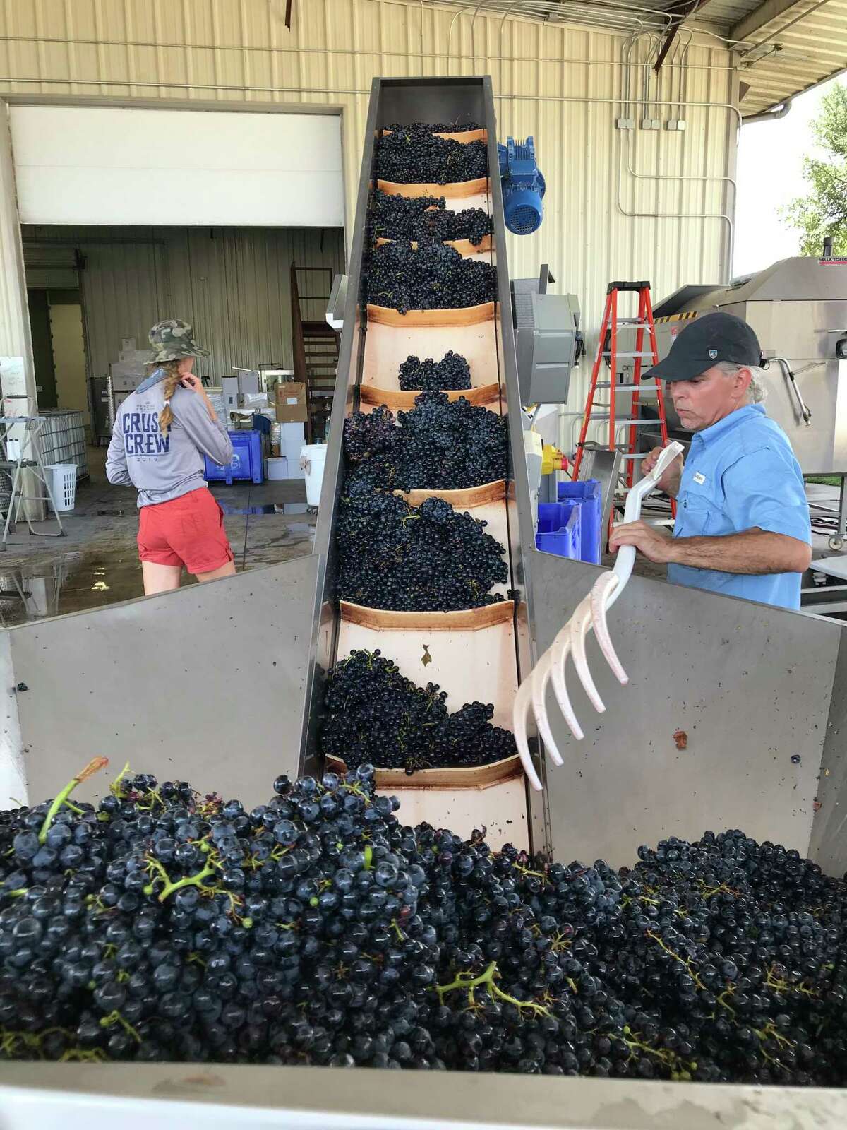 Destemming Tempranillo grapes at Bending Branch Winery in Comfort, Texas.