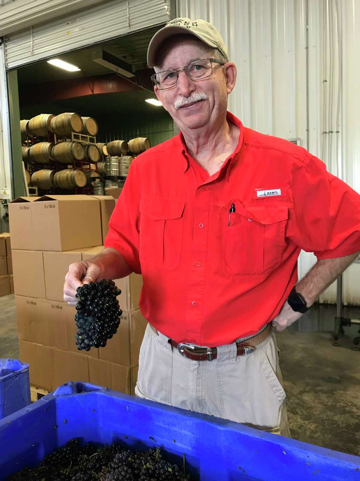 Bob Young with Bending Branch Winery in Comfort, Texas holds Tannat grapes.