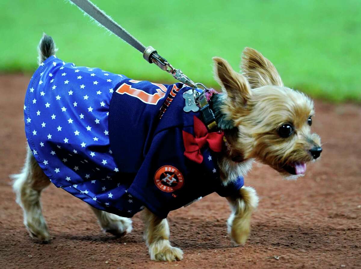 houston astros pet gear