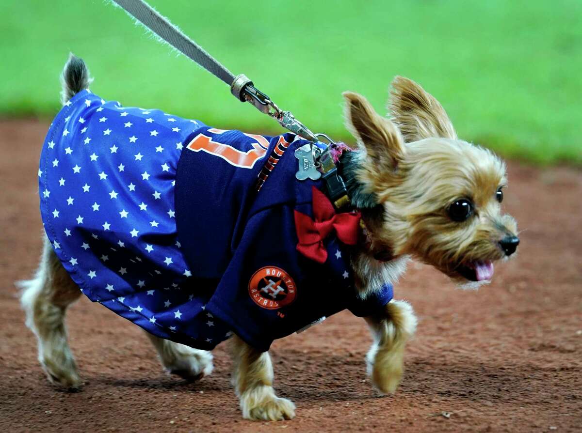 Houston Astros Dog Costumes