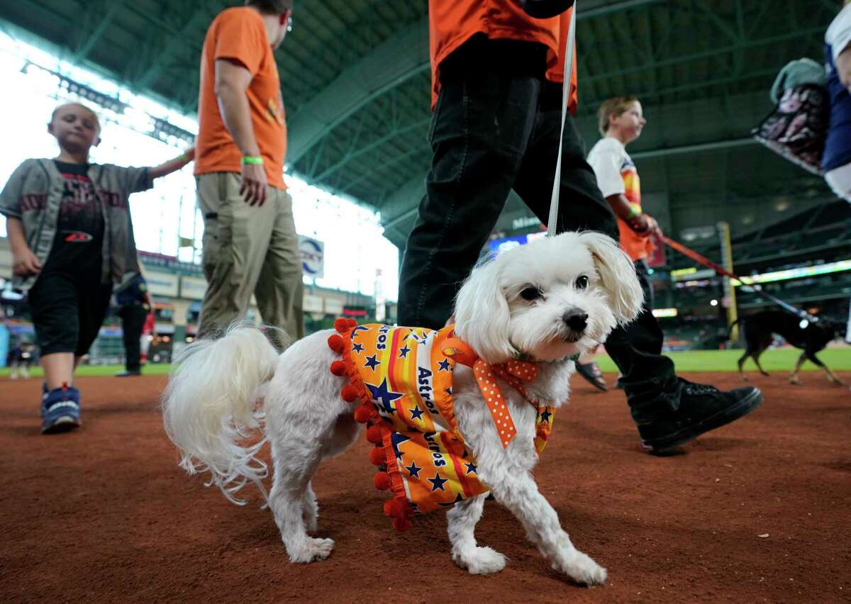 Check out the pups at Minute Maid Park for Astros' Dog Day