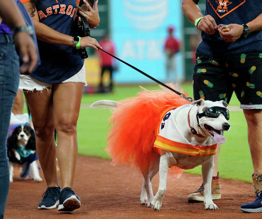 astros dog jersey