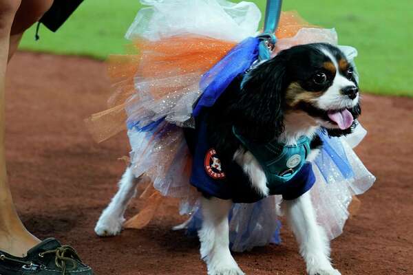 houston astros dog jersey