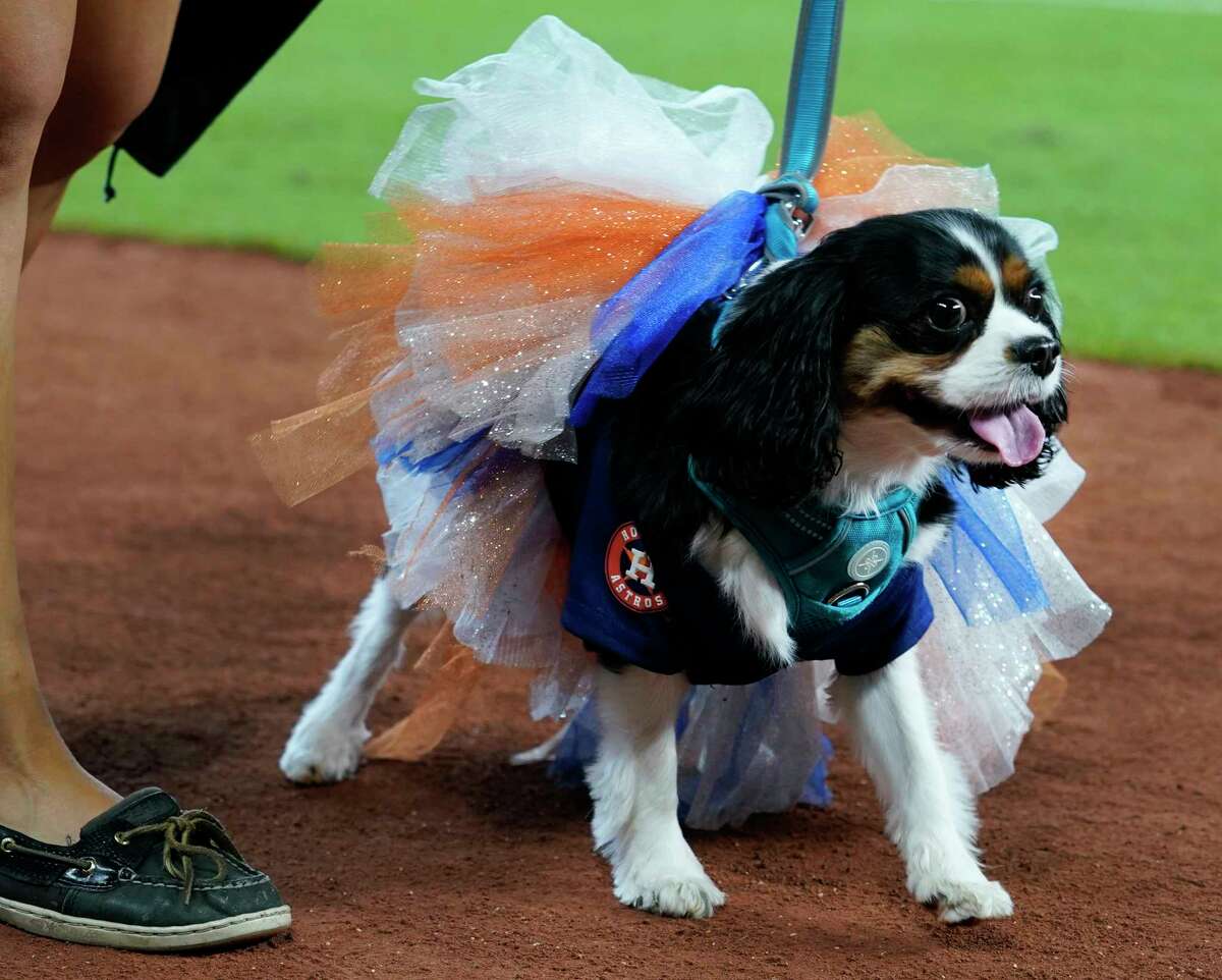Astro's Dog Day at Minute Maid Park