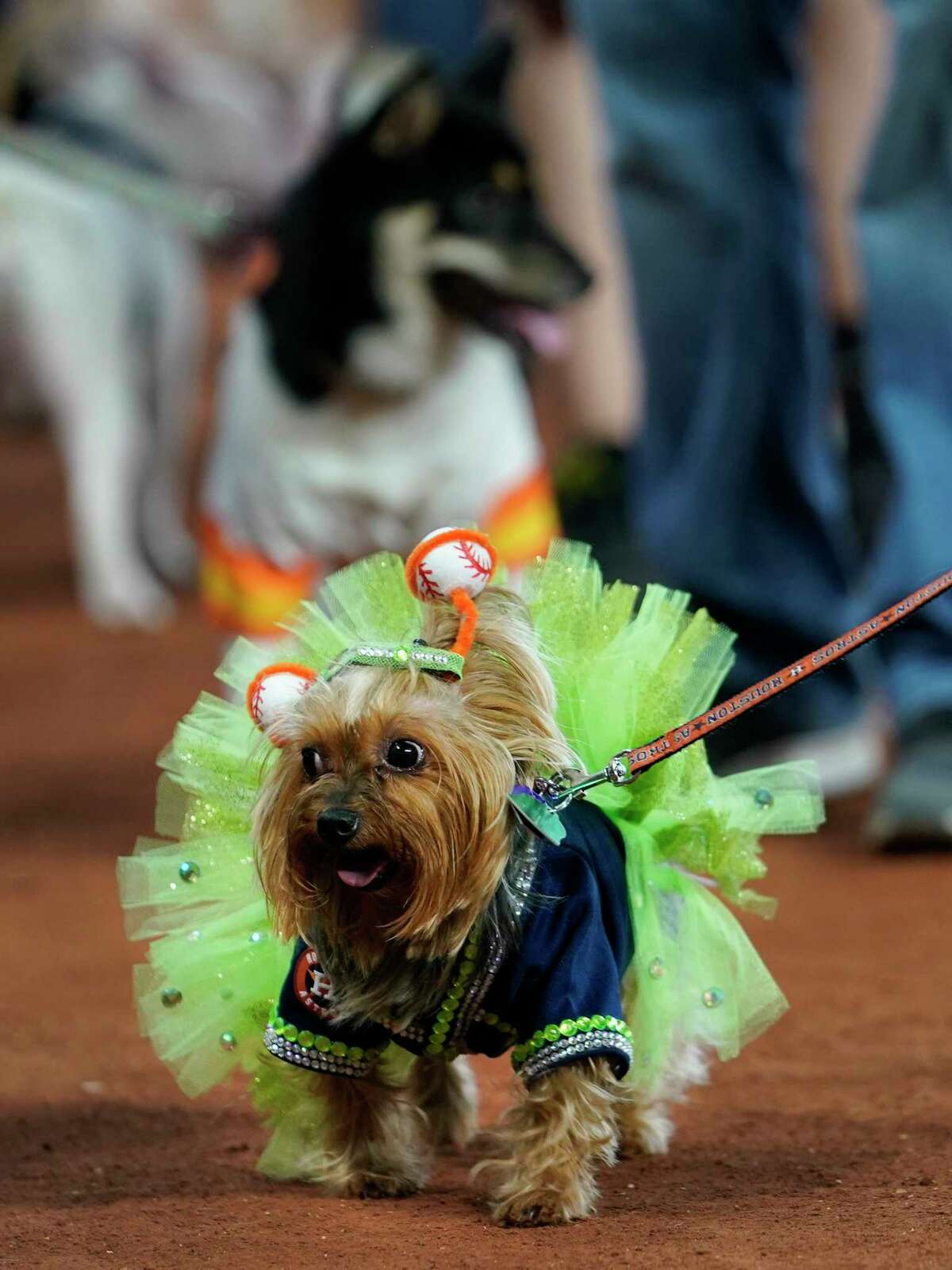 Dogs and their owners parade around the field during the annual Astros Dog Day held before the Houston Astros and Los Angeles MLB Game at Minute Maid Park Sunday, Aug. 25, 2019, in Houston.