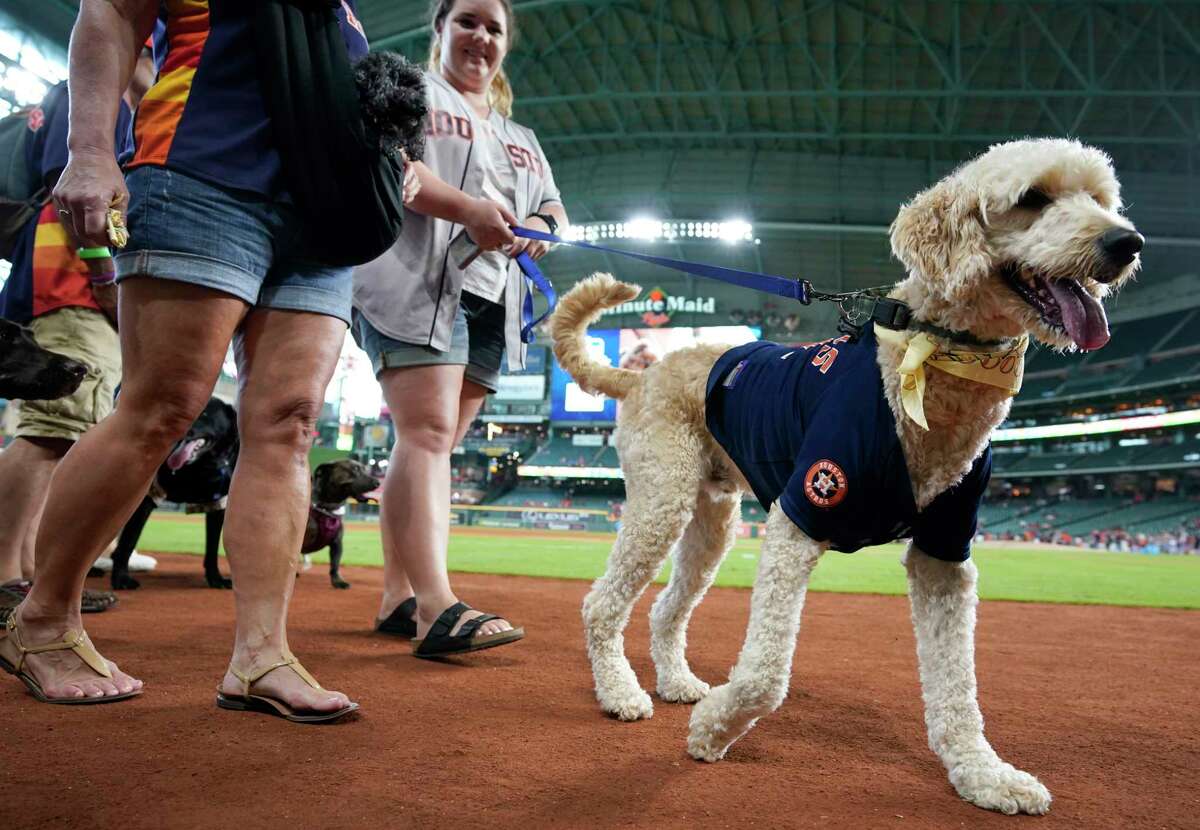 Check out the pups at Minute Maid Park for Astros' Dog Day