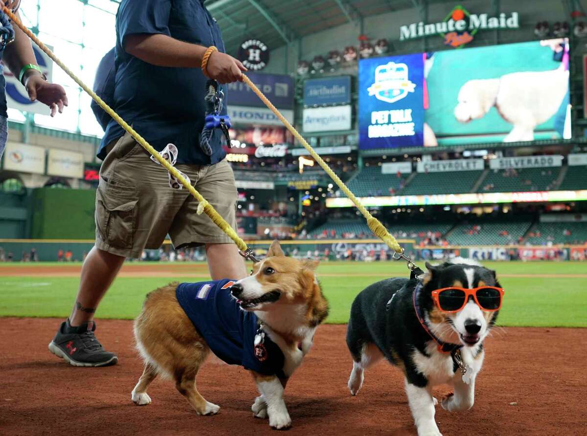 Check out the pups at Minute Maid Park for Astros' Dog Day