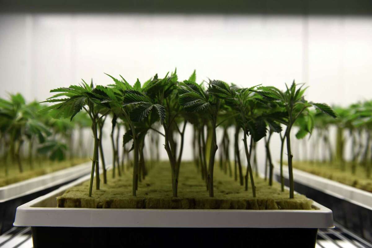 A look inside Curaleaf's medical marijuana operation in Coeymans