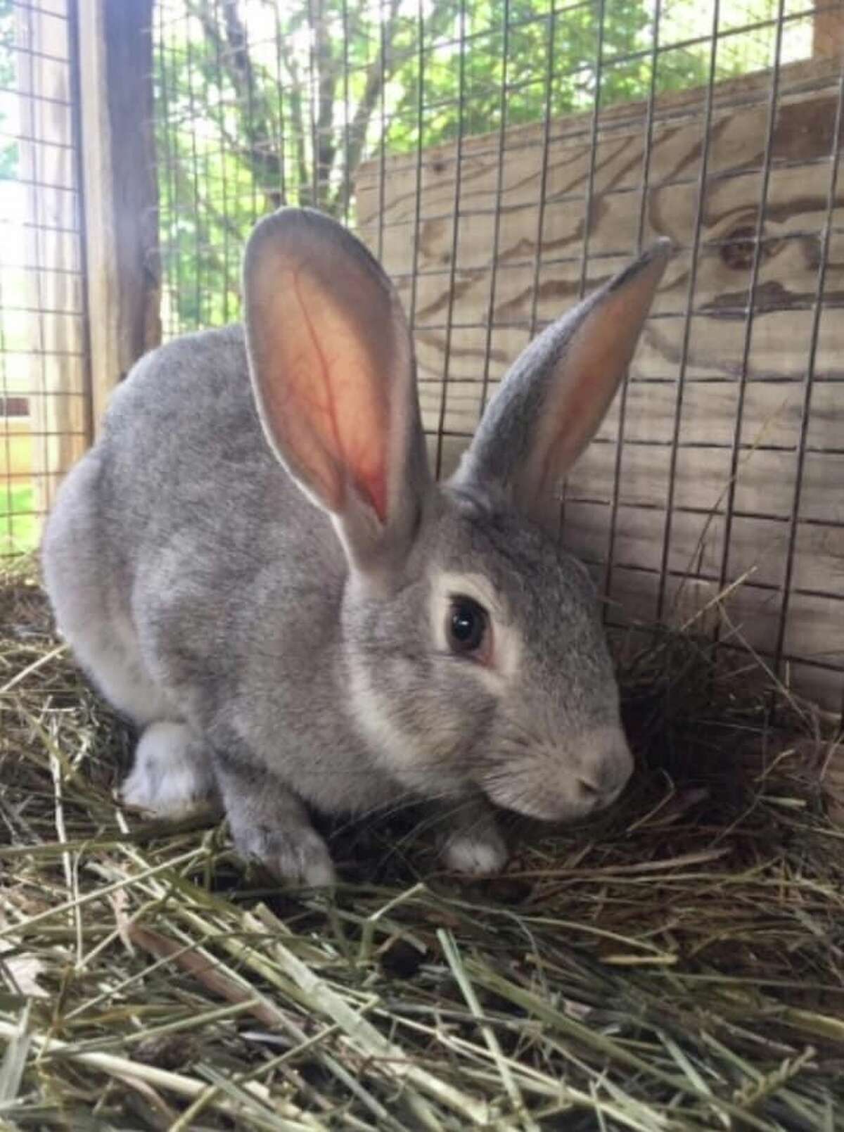 Rabbit stolen from Hamden park