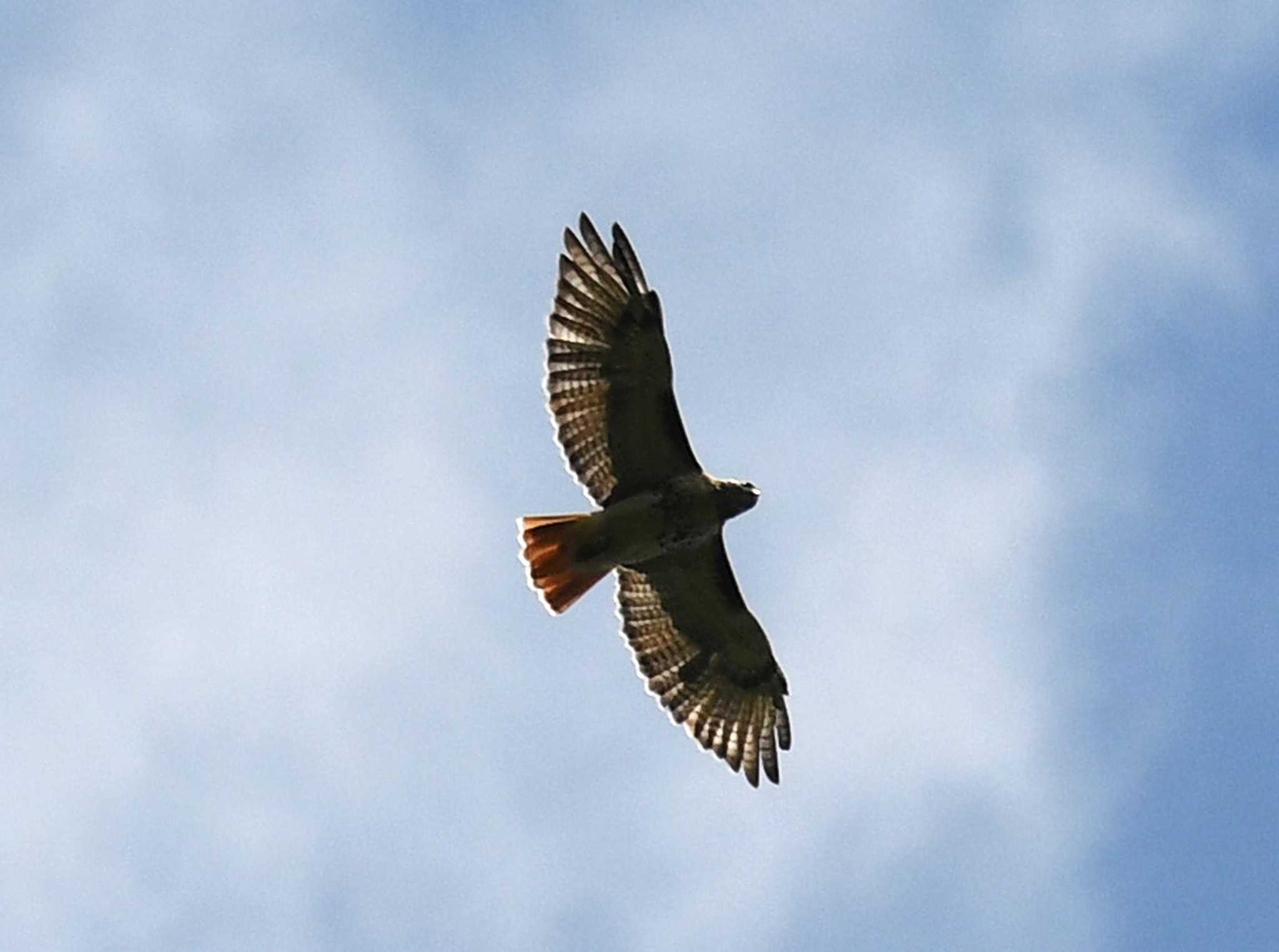 Greenwich Audubon Center says coronavirus can’t stop spring bird migration