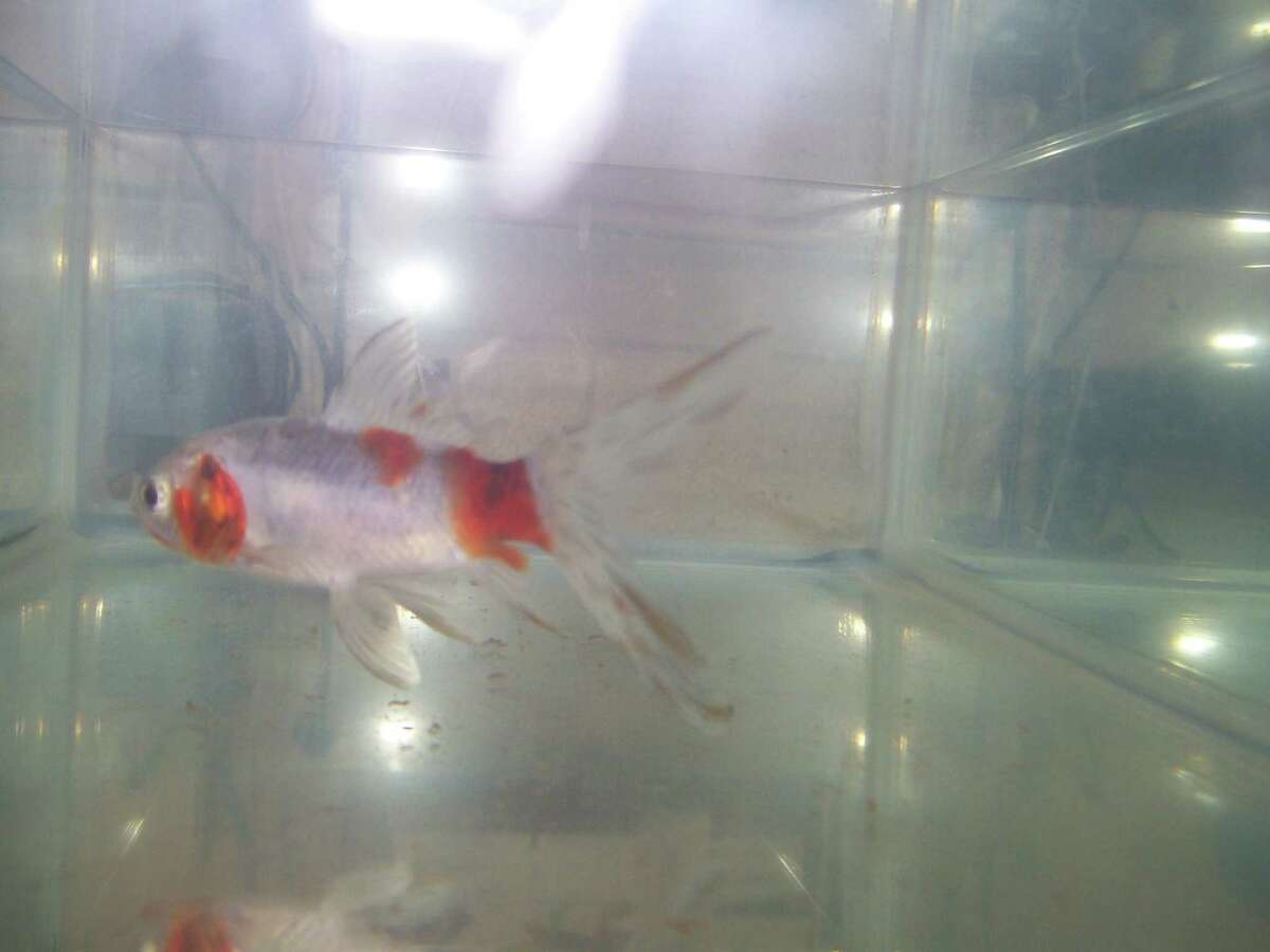 Romeo is a handsome goldfish available for adoption. He comes with his tank, new stones and a plant. For more information, call 203-452-5088 or visit Romeo at the Trumbull Animal Shelter, 324 Church Hill Road.