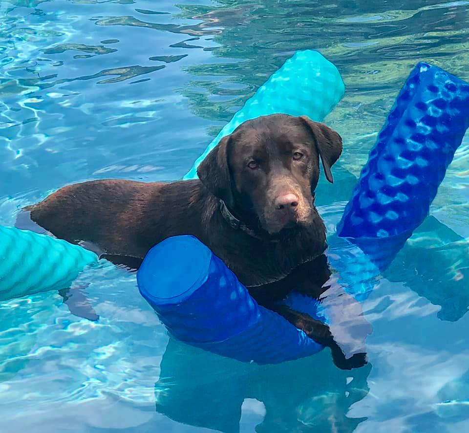 Reader-submitted photos for International Dog Day 2019