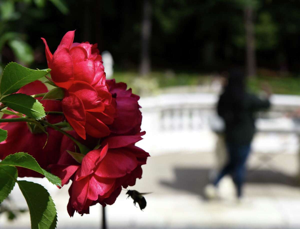 A carpenter bee stops collect pollen from roses under the pergola at the Yaddo Gardens in 2019, in Saratoga Springs, N.Y. (Will Waldron/Times Union)