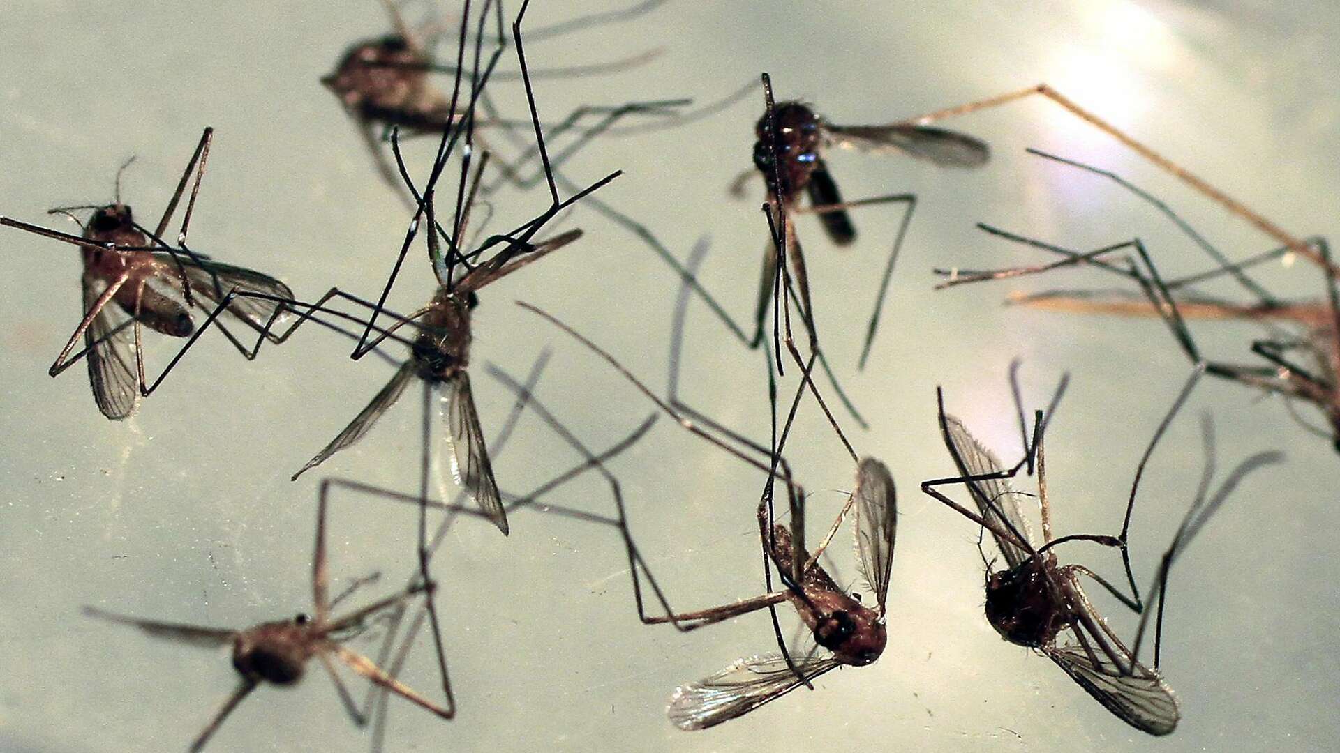 Mosquitoes carrying West Nile virus found in parts of Bay Area