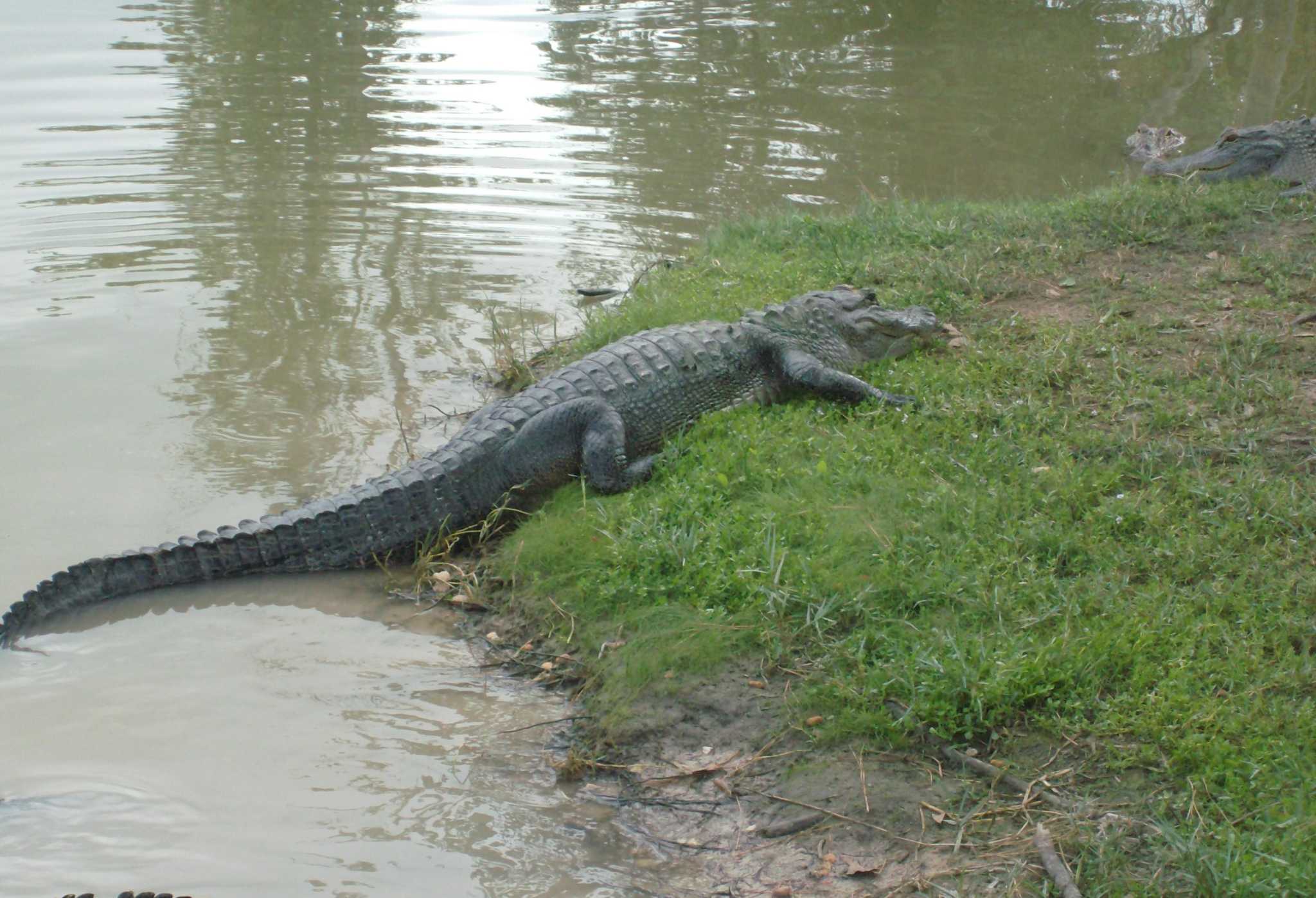 LeBlanc Alligators are alive and well in Southeast Texas