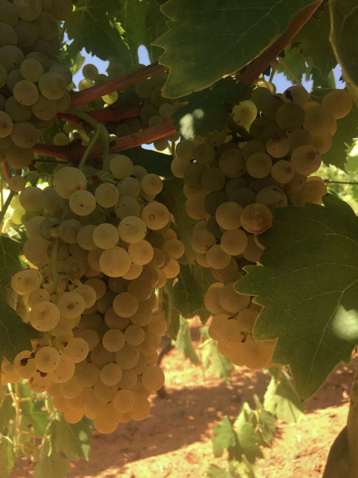 Albarino grapes are coming into Wedding Oak Winery to make some award-winning wines.