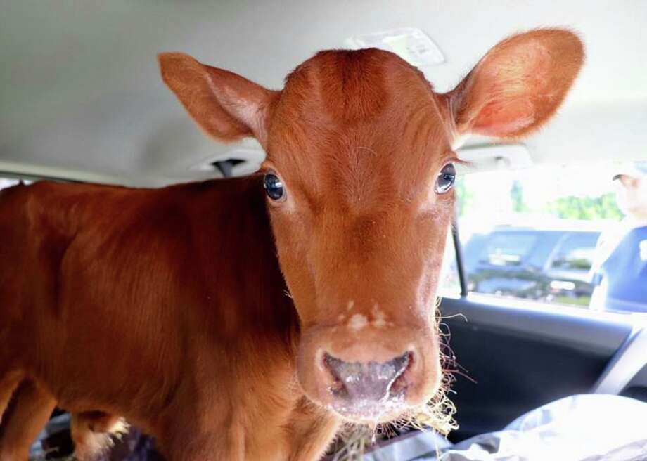 3weekold cow zoomies Calf rescued from death, brought to CT