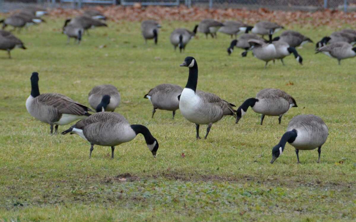 Police Geese ‘intentionally’ hit by vehicle behind Milford library