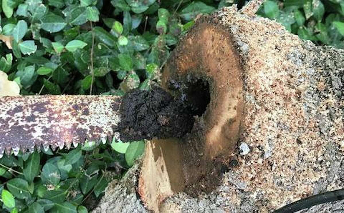 Hollow, goopfilled tree needs an arborist�s advice