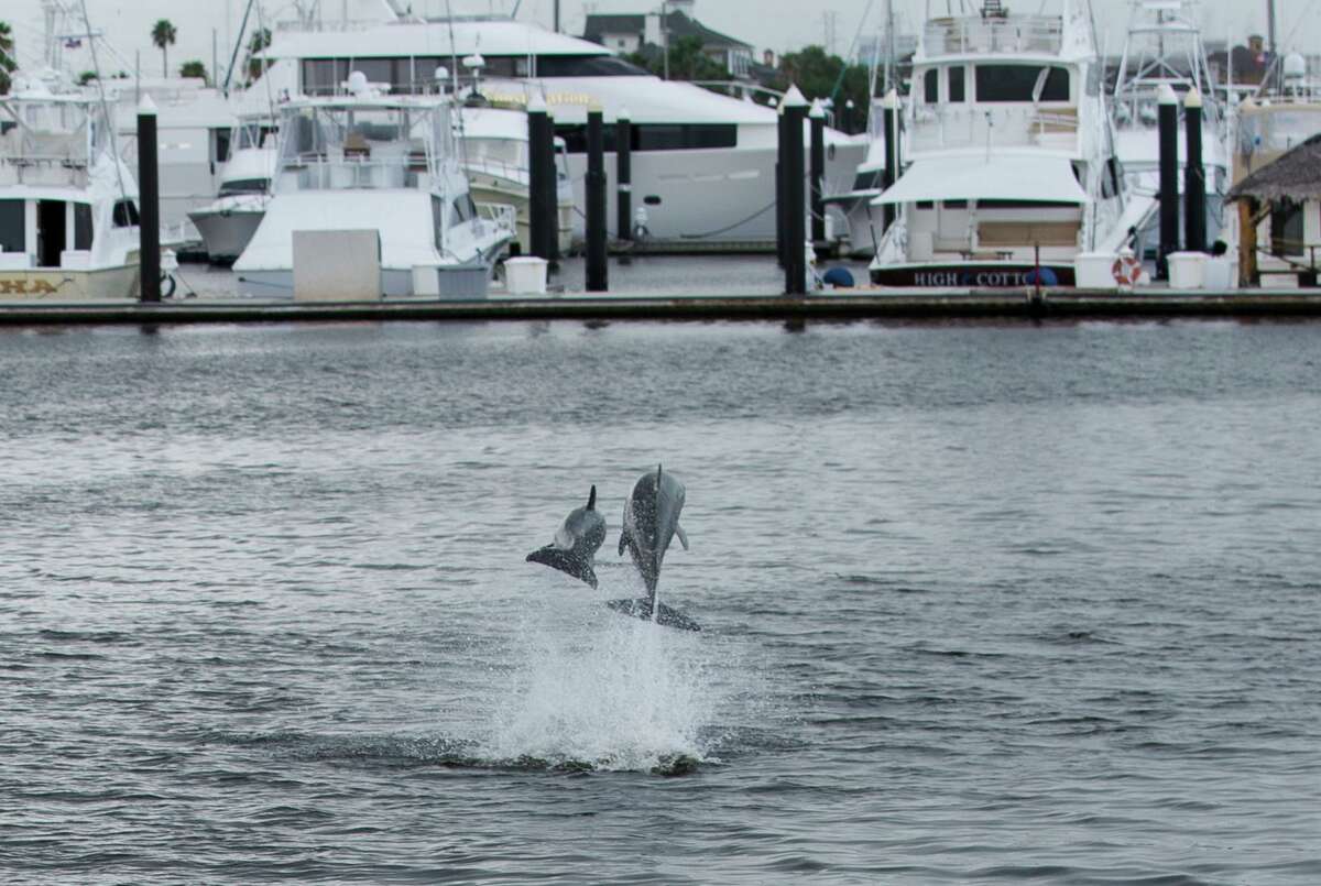 Dolphins jumps into the air the Offatts Bayou on Wednesday, Aug. 28, 2019, in Houston.