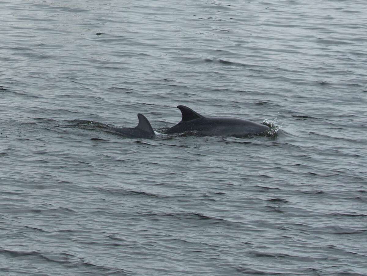 Dolphins swimming in the Offatts Bayou on Wednesday, Aug. 28, 2019, in Houston.