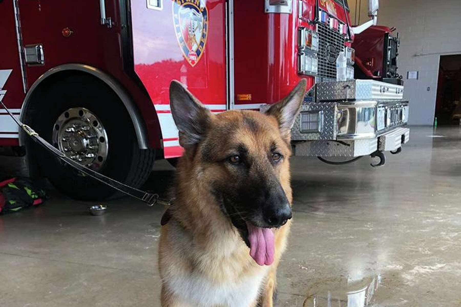 do dogs help firemen