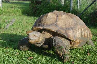 A Veteran S Gratitude To A Tortoise Inspired Unusual Rescue Group