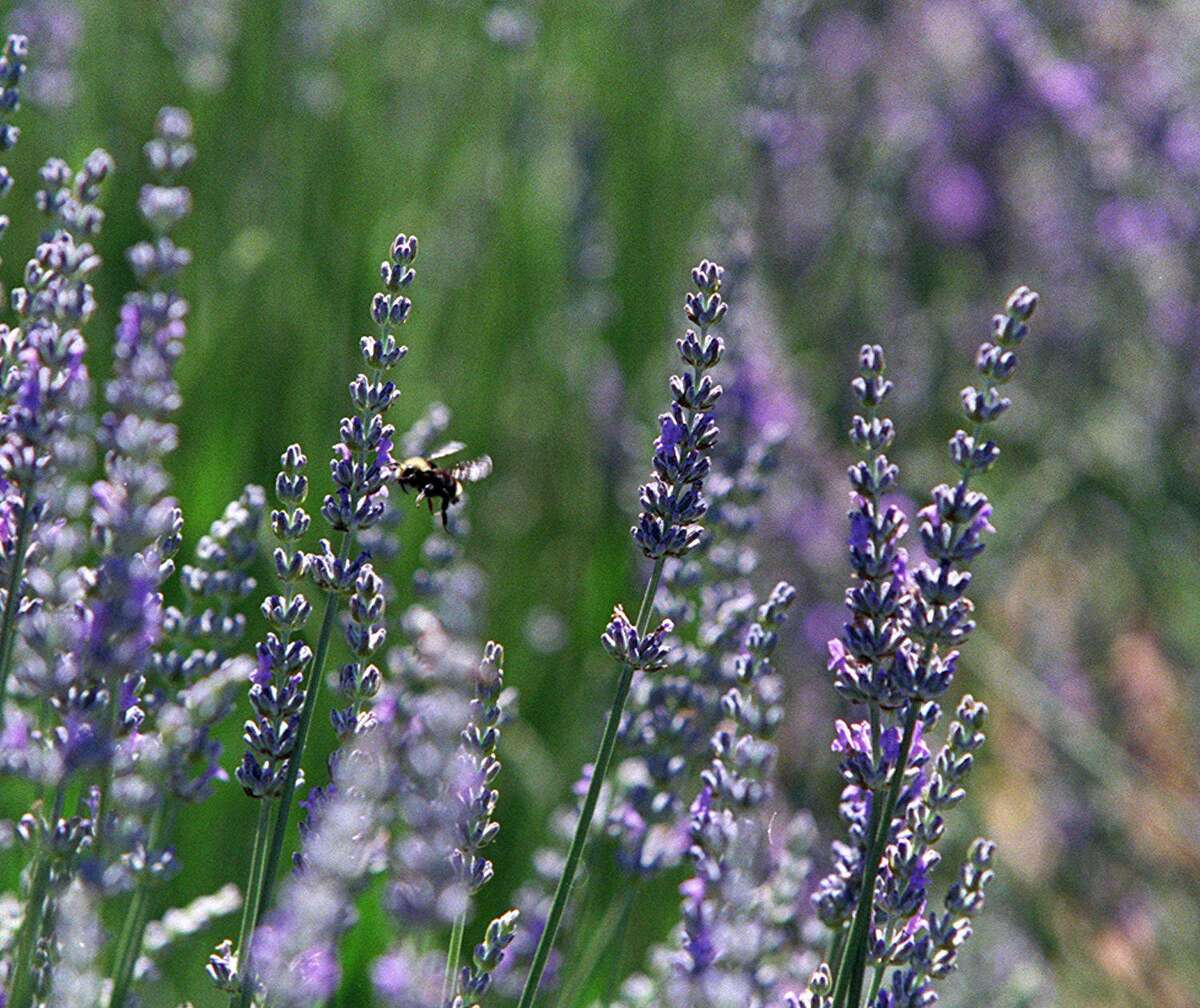 these common garden plants might help keep insects away these common garden plants might help keep insects away