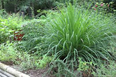 these common garden plants might help keep insects away these common garden plants might help keep insects away