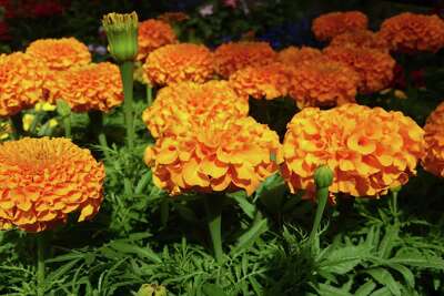 these common garden plants might help keep insects away these common garden plants might help keep insects away