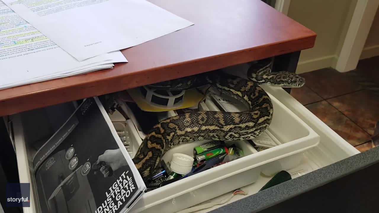 Snake Catchers Aren't Prepared For What They Find Lurking In Client's Home  - The Dodo