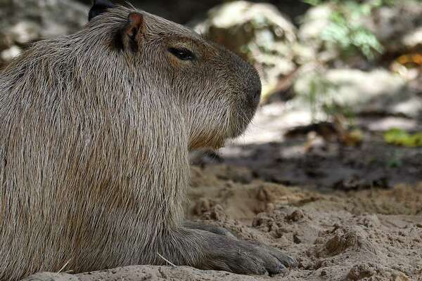 Houston Zoo eyes big changes in advance of 2022 centennial ...