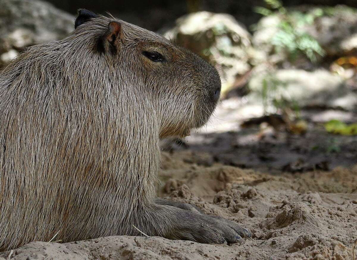 Houston Zoo eyes big changes in advance of 2022 centennial