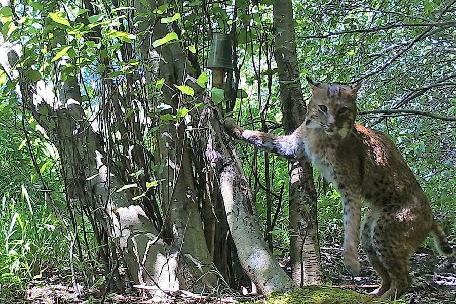 Project studies bobcats’ comeback in Connecticut