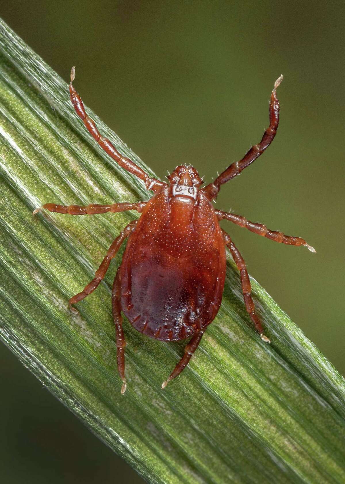 Robert Miller Two new diseasecarrying tick types arrive in Connecticut