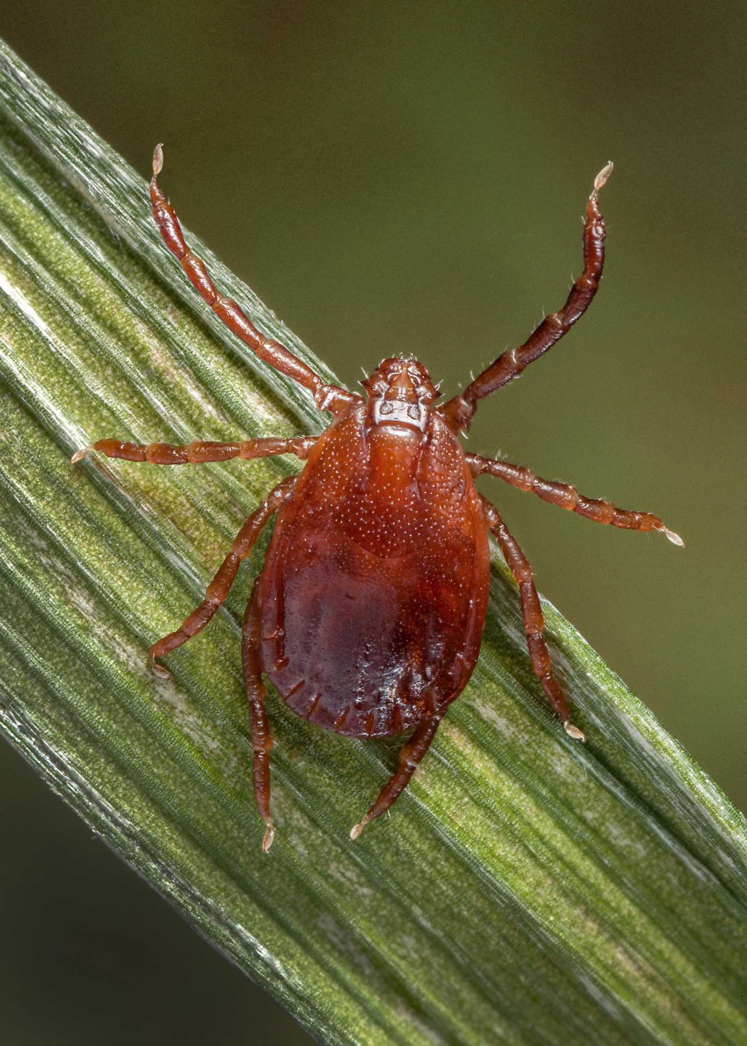 Robert Miller Two new diseasecarrying tick types arrive in Connecticut