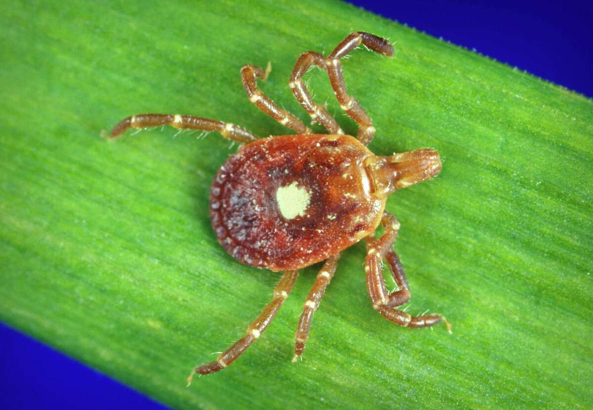 This is a female lone star tick. This tick is a vector of several zoonotic diseases including human monocytic ehrlichiosis and Rocky Mountain spotted fever.