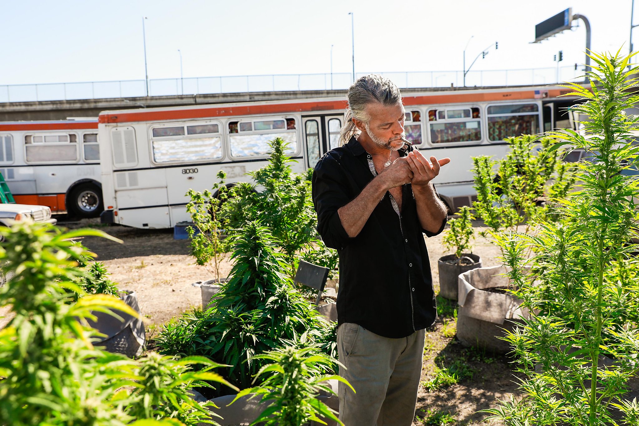Oakland Says Big Pot Grow In Homeless Encampment Is Illegal But
