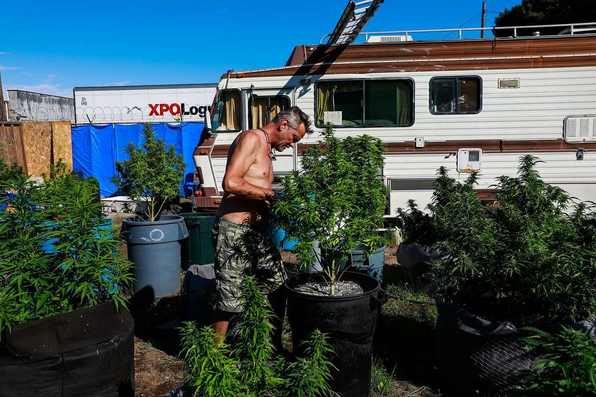 Oakland says big pot grow in homeless encampment is illegal — but
