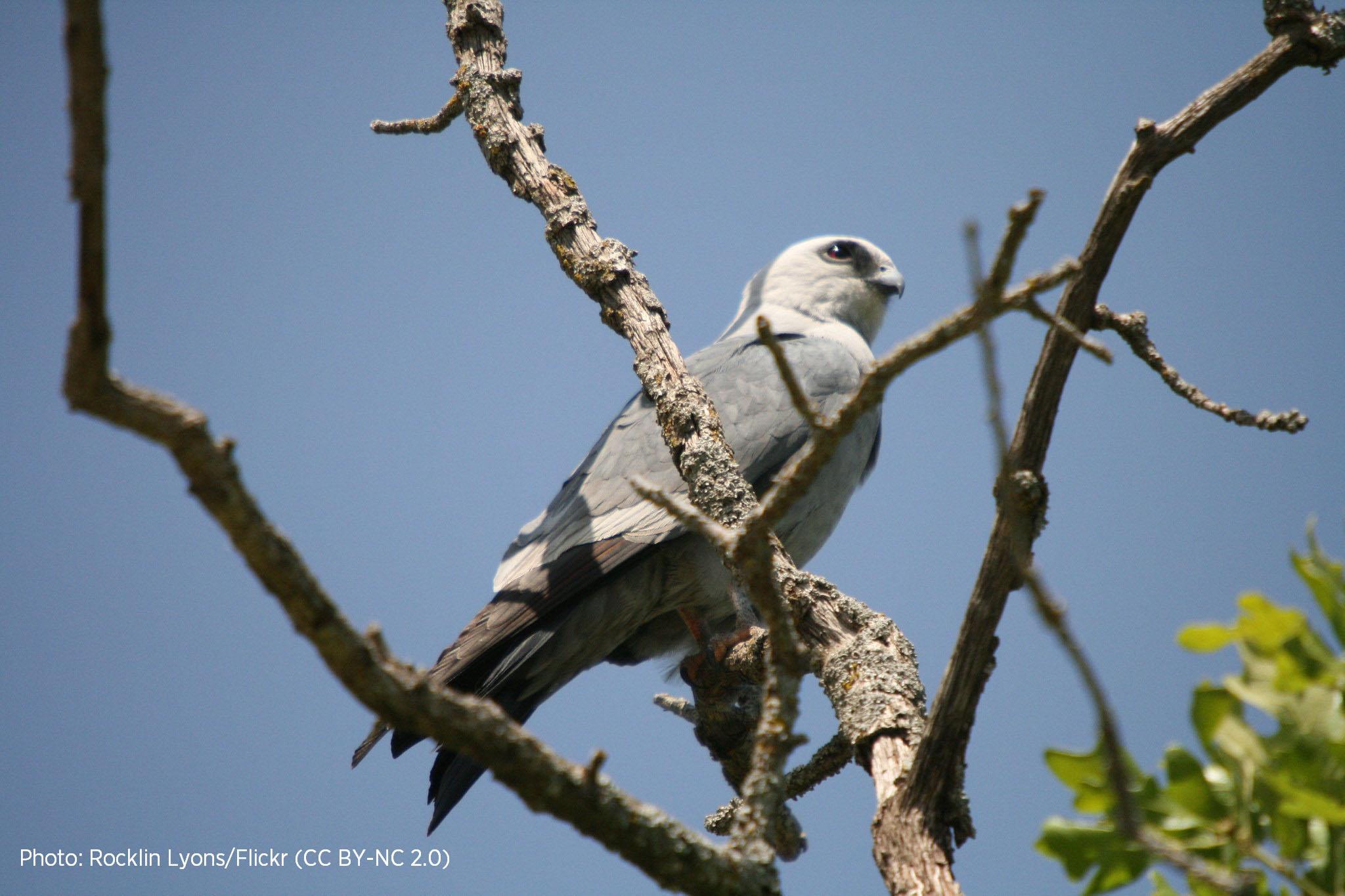 Rare raptor sighting kicks off hawk season for Greenwich Audubon