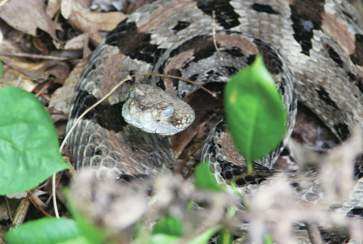 “Chris,” a mature timber rattlesnake inhabiting forested land on Principia College in Elsah, reacts as college personnel studying the snake’s movements check up on him Friday morning. College personnel have been studying the movement of timber rattlesnakes on the campus using radio transmitters for about five years, and they are currently monitoring about a dozen snakes.