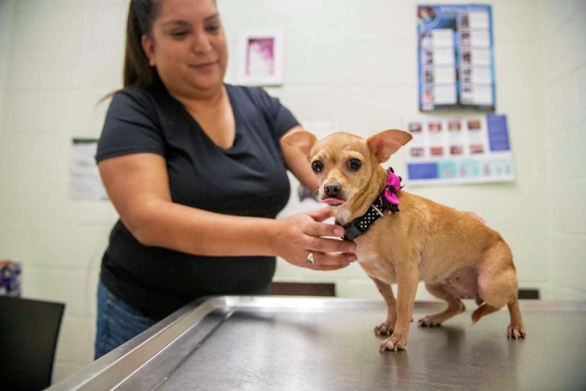 Former San Antonio mayor’s plans for protecting animals could be ‘game